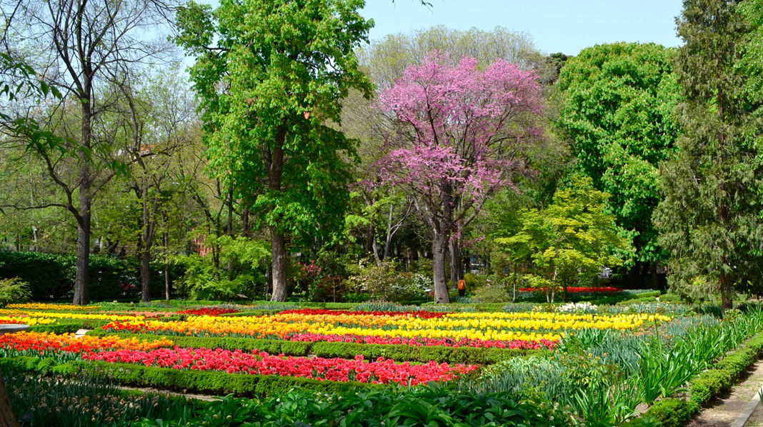 Tulipanes en el Jardín Real Botánico.jpg